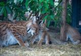 «Законное требование»: с 1 января 2022-го года зоопарки Челябинской области не могут работать без лицензии 