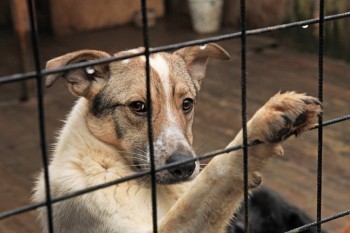 В Саткинском районе может быть установлена персональная ответственность чиновников за нападение собак 