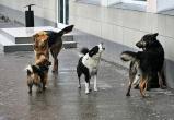 На следующей неделе в Саткинском районе определится подрядчик по отлову бродячих собак