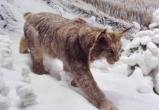 «Дикая, но симпатичная»: рысь попала в фотоловушку, установленную на территории саткинского национального парка