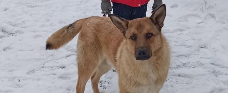 «Право на жизнь»: в Саткинском районе продолжается отлов безнадзорных собак 