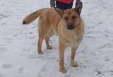 «Право на жизнь»: в Саткинском районе продолжается отлов безнадзорных собак 