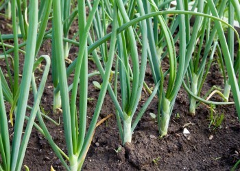 Советы опытных садоводов: как вырастить хороший лук  