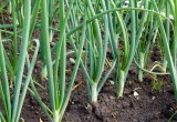 Советы опытных садоводов: как вырастить хороший лук  