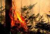  «Берегите лес от пожаров!»: в Челябинской области объявлено экстренное предупреждение  