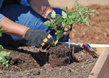 Высадить рассаду помидоров и не наделать ошибок: 7 полезных подсказок для обильного урожая