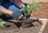 Высадить рассаду помидоров и не наделать ошибок: 7 полезных подсказок для обильного урожая