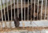 «В добрый путь!»: медведь Малыш, проживающий на трассе М5, меняет место жительства 