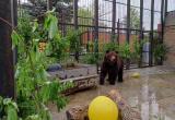 «Новый дом для Малыша»: медведь, который много лет жил в вольере на трассе М-5, осваивается в зоопарке 