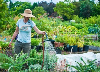 10 важных задач, которые нужно выполнить в саду в июне