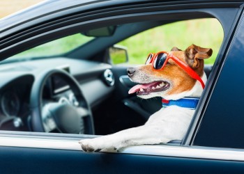 Как правильно перевозить кота и собаку в машине 