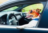 Как правильно перевозить кота и собаку в машине 