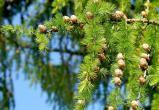 Жители Саткинского района могут помочь 356-летней Карагайской лиственнице стать главным деревом страны  