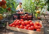 «Говорит минсельхоз»: производство мяса, яиц и тепличных овощей в Челябинской области увеличилось  