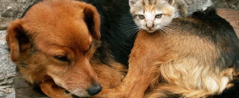 Госдума РФ приняла закон о расширении полномочий властей регионов в области безнадзорных животных
