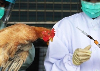 Вирус гриппа птиц: о чём важно знать владельцам личных подсобных хозяйств