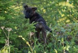 «Веня хочет домой»: зооволонтёры ищут хозяев щенку 