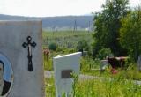 «Непрошенные гости – бурёнки на погосте»: на саткинском кладбище замечены коровы 