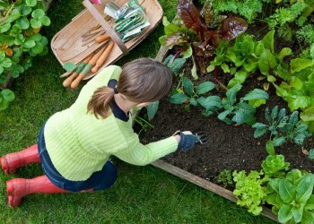 Личный опыт: 10 советов начинающим огородникам