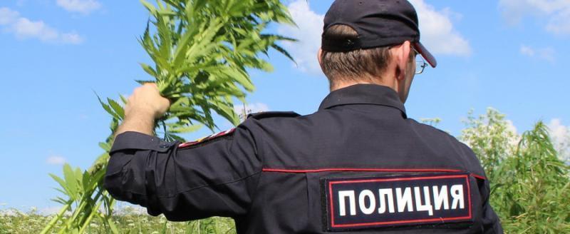 Полицейские просят жителей Саткинского района сообщать о местах, в которых растут наркосодержащие растения 