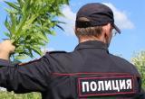 Полицейские просят жителей Саткинского района сообщать о местах, в которых растут наркосодержащие растения 