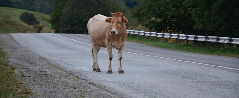 «Дешевле было бы следить»: саткинцев возмутил рогатый скот, разгуливающий по проезжей части 