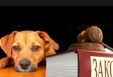 «Выбросил собаку из окна»: жителю Челябинской области грозит 3 года тюрьмы за жестокое обращение с животным 
