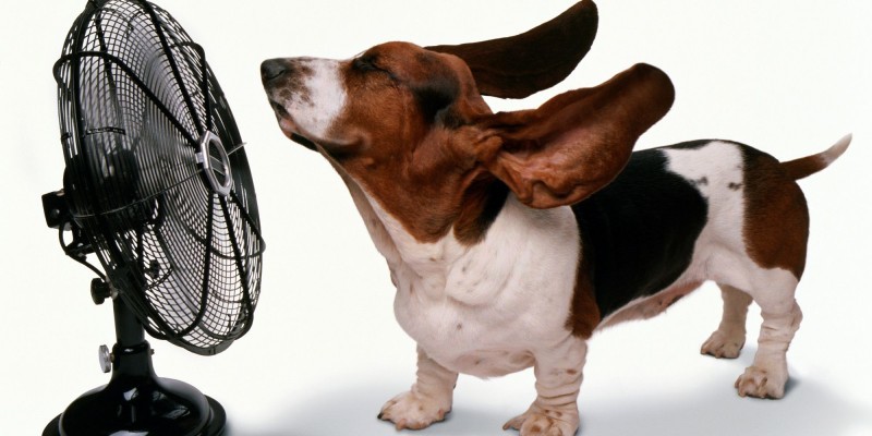 Ветеринар советует  Тепловой удар у собаки