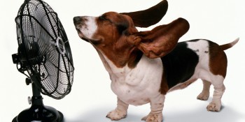 Саткинцам рассказали, как уберечь собаку от теплового удара, и что делать, если питомец перегрелся 