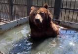 «Секреты расслабления от Малыша»: как дела у медведя, которого забрали из Саткинского района в зоопарк 