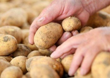 Как выбрать картофель 