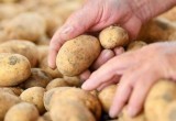 Как выбрать картофель 