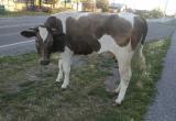 «Понятно, кто виноват. Что делать?»: саткинцы возмущены присутствием коров на городских улицах 