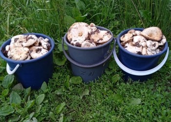 Как выбирать и готовить грибы: рекомендации специалистов 
