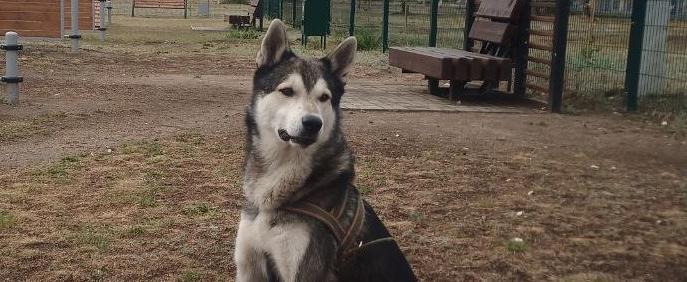 «Если видели Джека, сообщите!»: туристы потеряли собаку на территории национального парка «Зюраткуль»