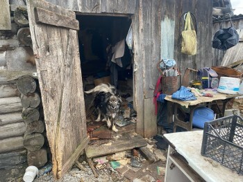 «Нужна помощь»: жительницы Саткинского района приютили в небольшом доме 26 кошек и 16 собак 