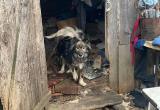 «Нужна помощь»: жительницы Саткинского района приютили в небольшом доме 26 кошек и 16 собак 