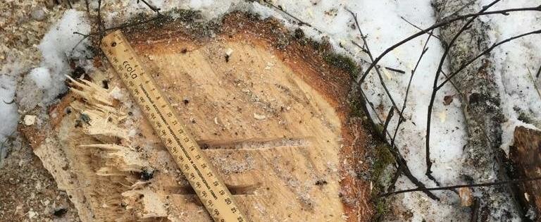 «Мы лишимся грибных лесов?!»: жители Межевого обеспокоены вырубкой деревьев на территории посёлка 