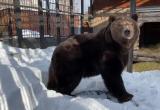 Медведь Малыш, который из Саткинского района перебрался в челябинский зоопарк, вышел из спячки 