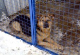 В Челябинской области открылся второй государственный приют для животных 