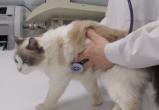  «Прививка от бешенства – необходимость»: ветеринар Александр Тарасов дал рекомендации хозяевам кошек и собак    