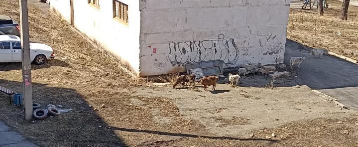  «Достучаться до хозяев»: в Саткинском районе животные, находящиеся на саповыпасе, отправятся на «штрафстояку»