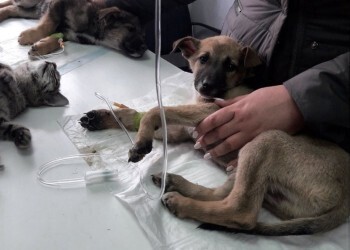 Частная ветеринарная практика в Челябинской области получила возможность регистрации в электронном виде