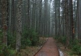 «В переводе - «темнохвойный лес»: в национальном парке «Зюраткуль» появится новая экотропа 