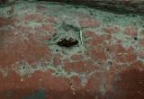 «Усатые соседи»: жители многоэтажки в Сатке пожаловались на нашествие тараканов 