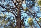 Жители Саткинского района могут помочь Карагайской лиственнице стать главным деревом страны 