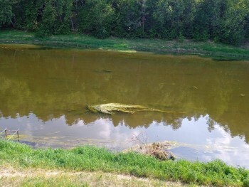 Саткинцы обеспокоены появлением мёртвой рыбы на реке Ай
