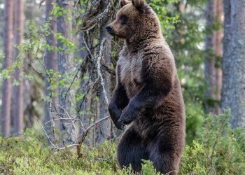 Как избежать внезапных встреч с медведем? 