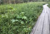 «Это же опасный борщевик!»: туристов национального парка «Зюраткуль» напугало растение   