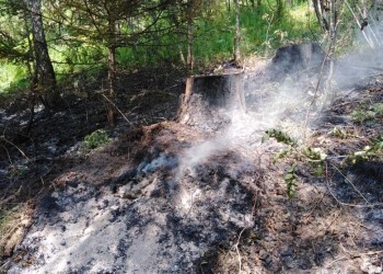 Как уберечь лес от пожара: это очень важно  